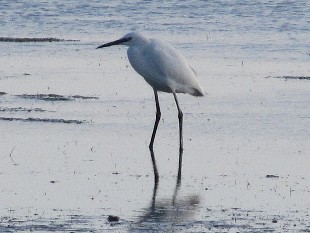 aigrette garzette